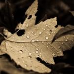 FallDrops,AncientLight[2]