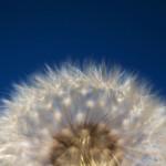 Fluffodome[2]