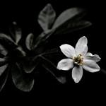 InthedarkRedux[2]