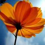 Yellowflower[2]