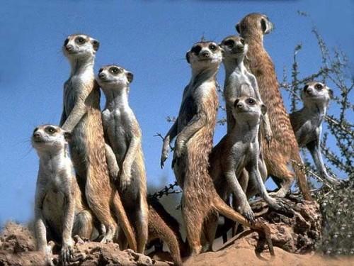 suricata1